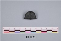 藏品(石燕及其他腕足動物)的圖片